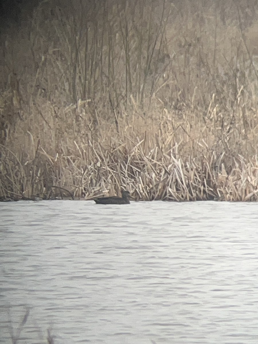 American Black Duck - ML633494035