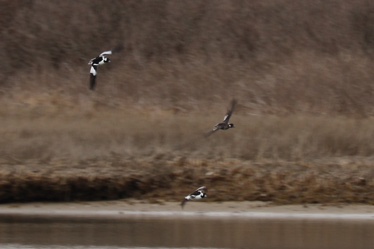 Bufflehead - ML633494037