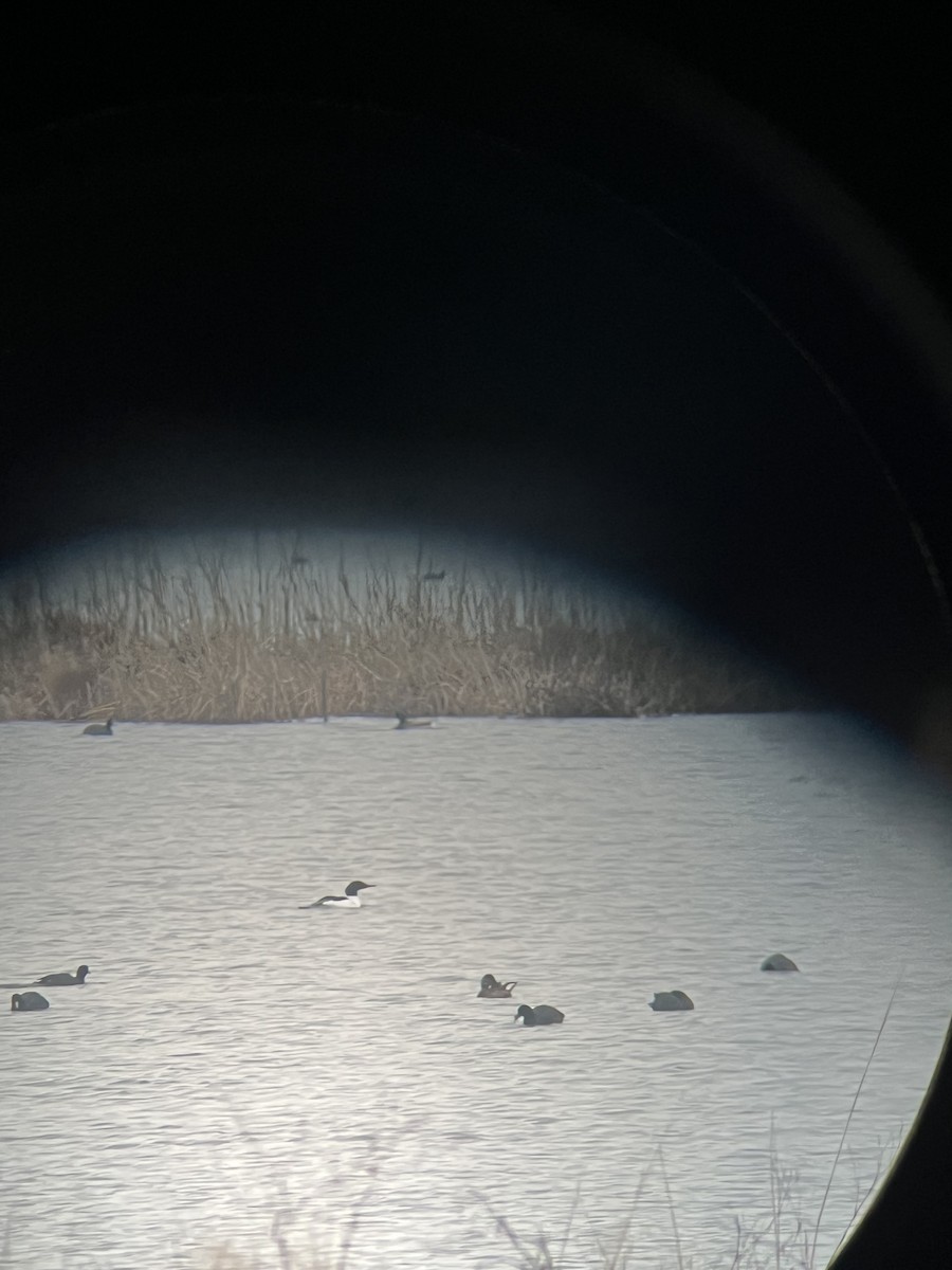 Common Merganser - ML633494042