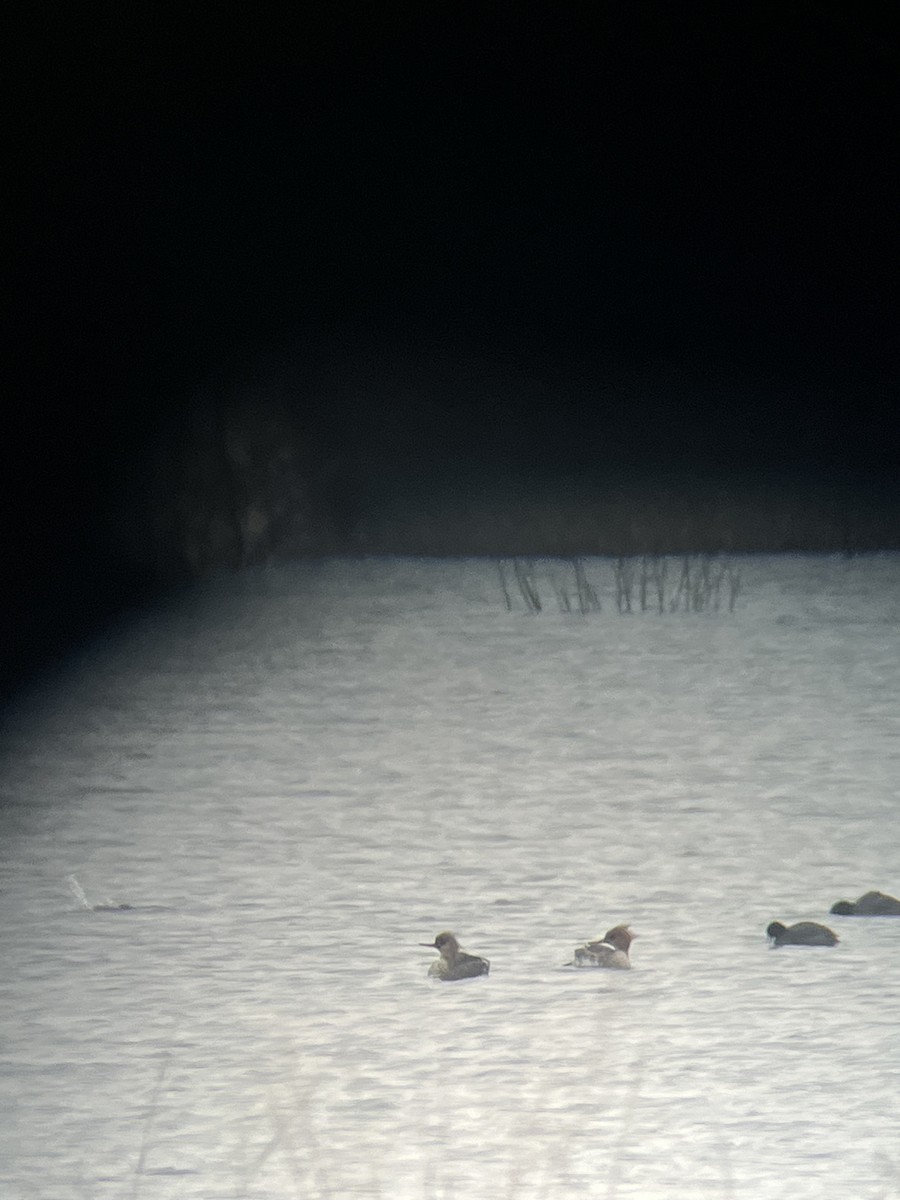 Red-breasted Merganser - ML633494048