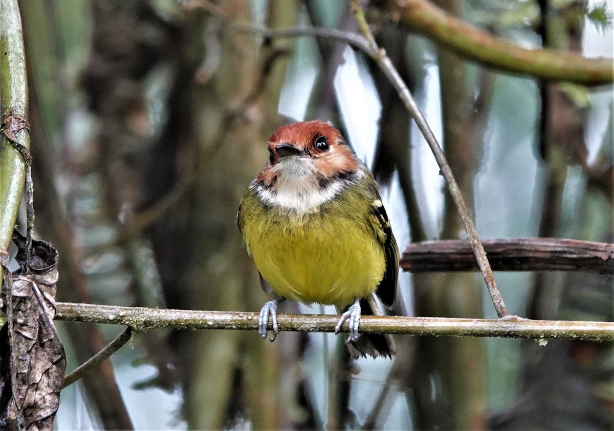 Rufous-crowned Tody-Flycatcher - ML633494287