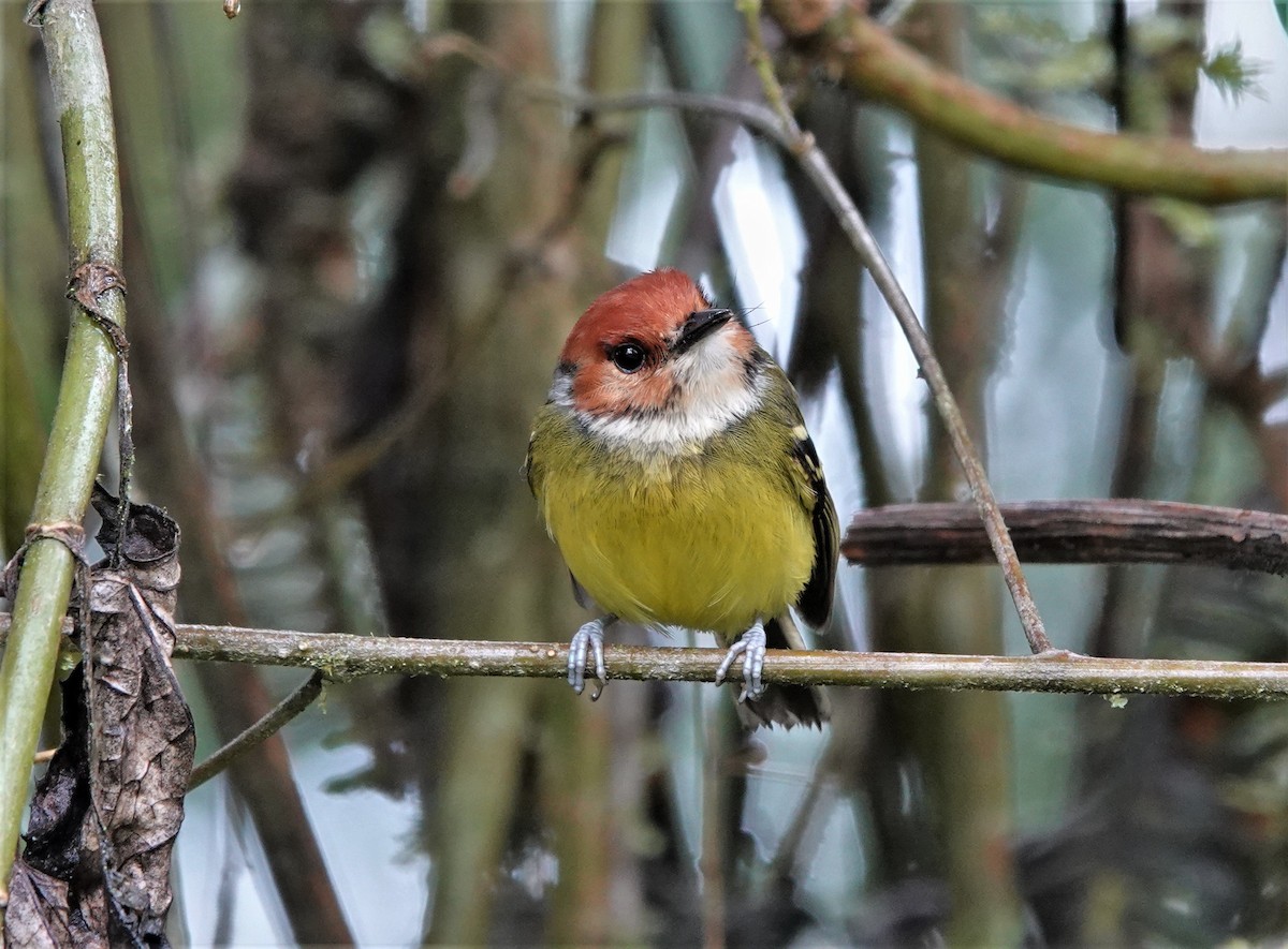 Rufous-crowned Tody-Flycatcher - ML633494299