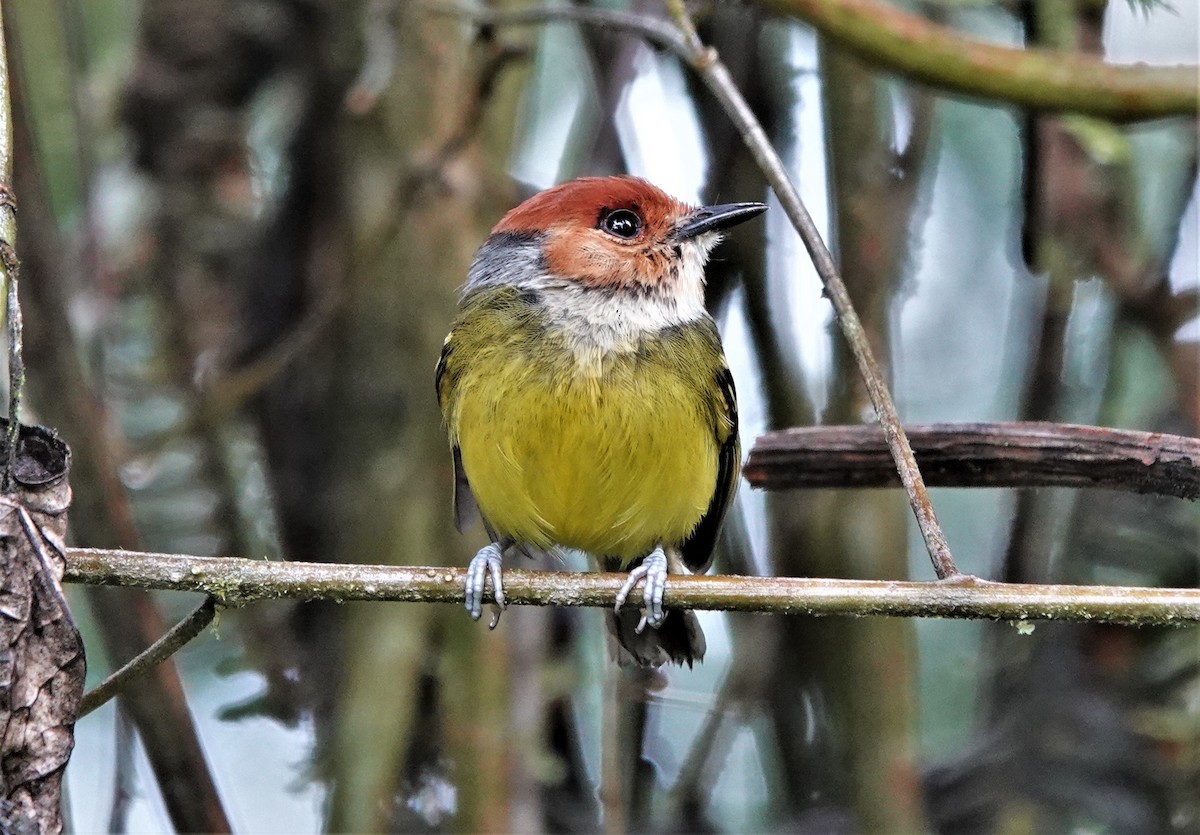 Rufous-crowned Tody-Flycatcher - ML633494310