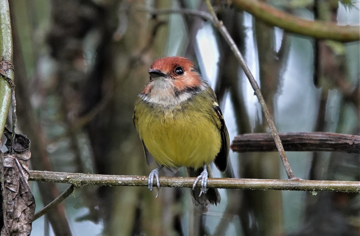 Rufous-crowned Tody-Flycatcher - ML633494320