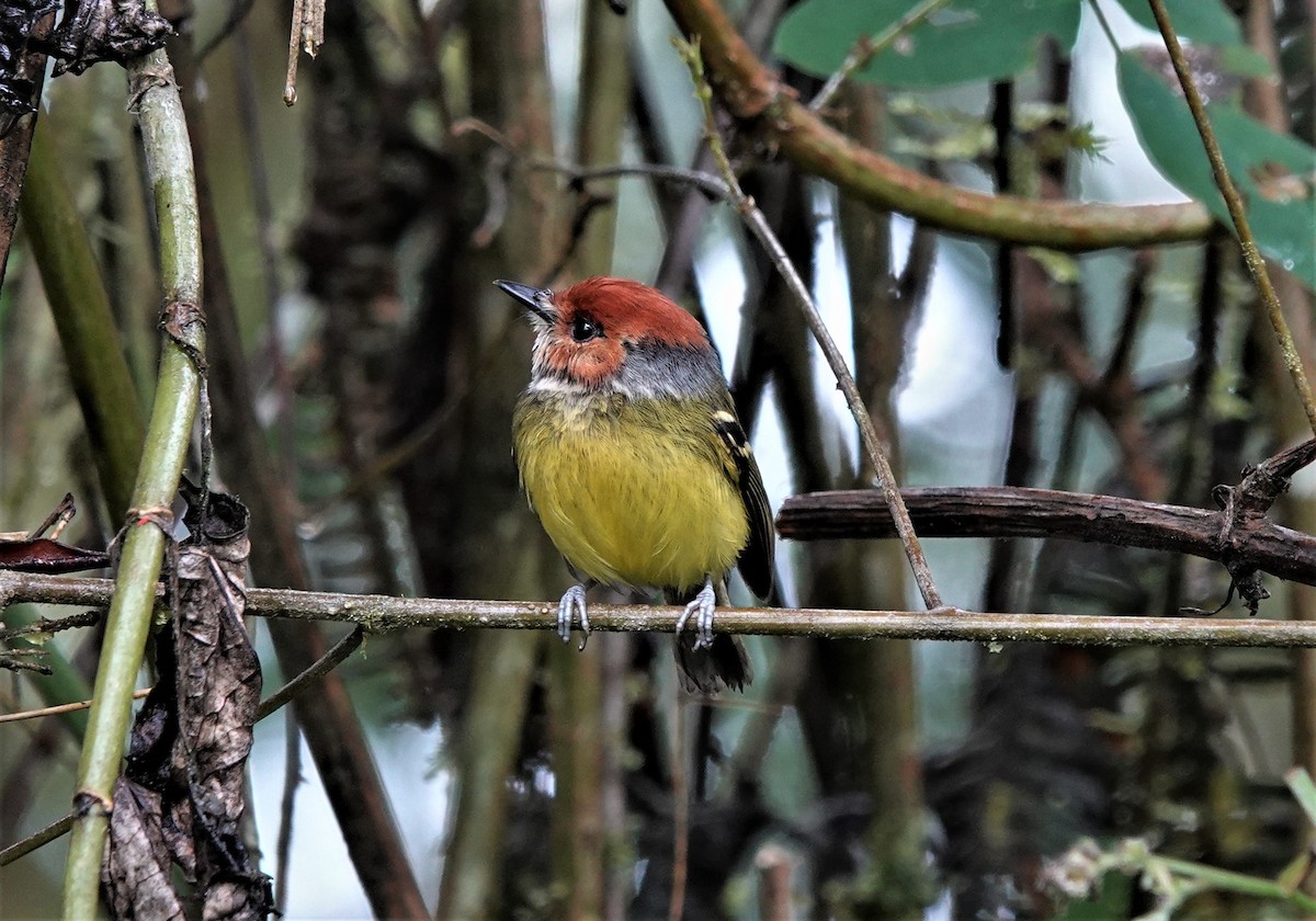 Rufous-crowned Tody-Flycatcher - ML633494341