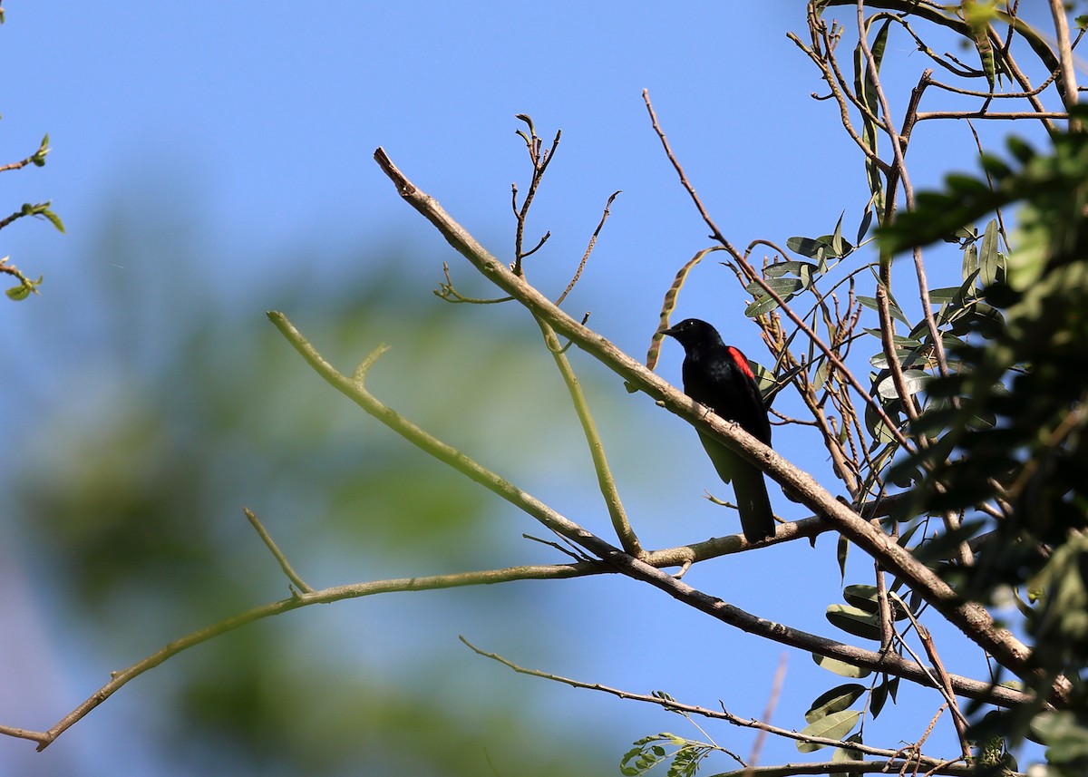 Red-shouldered Cuckooshrike - ML633494371