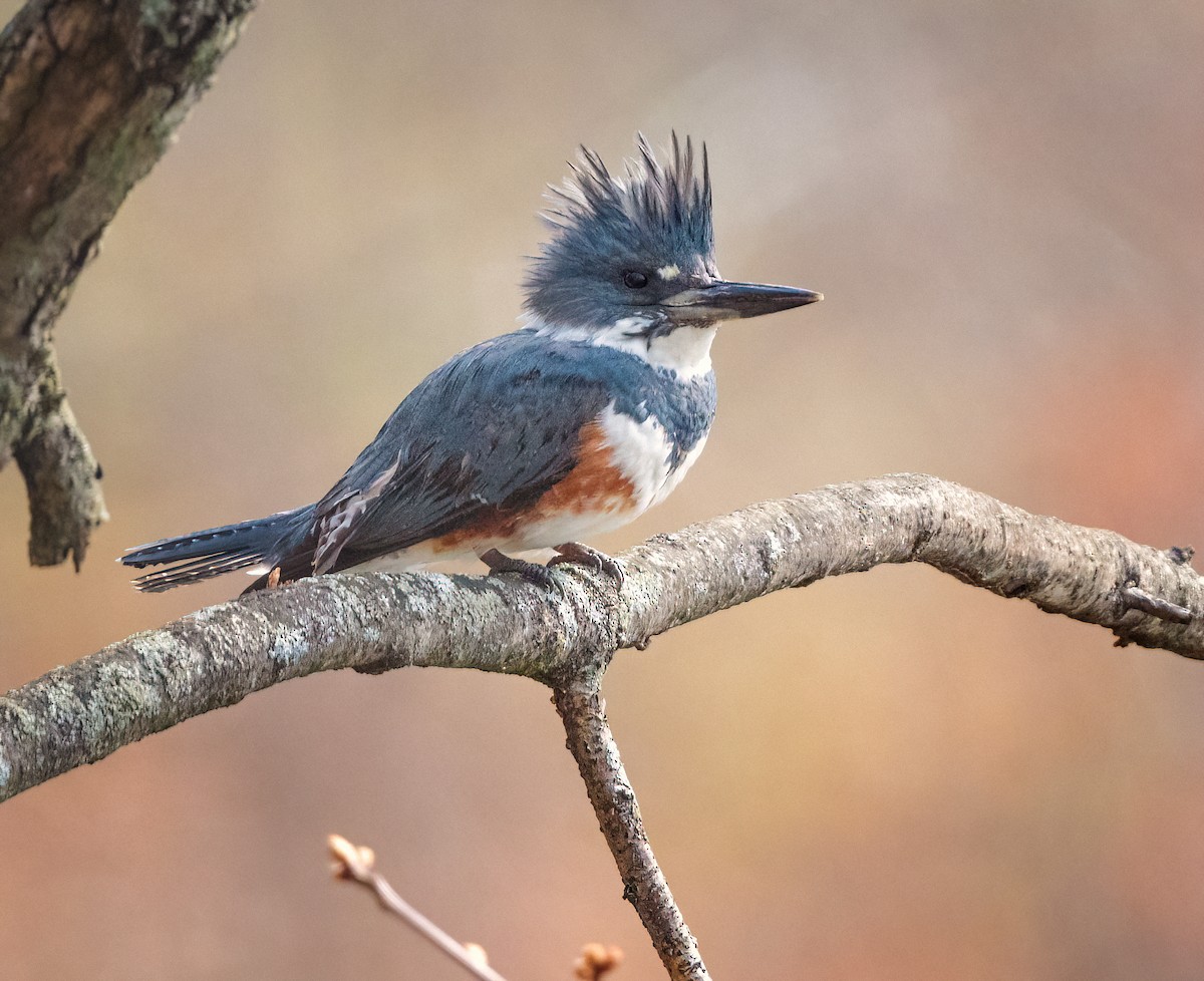 Belted Kingfisher - ML633494394