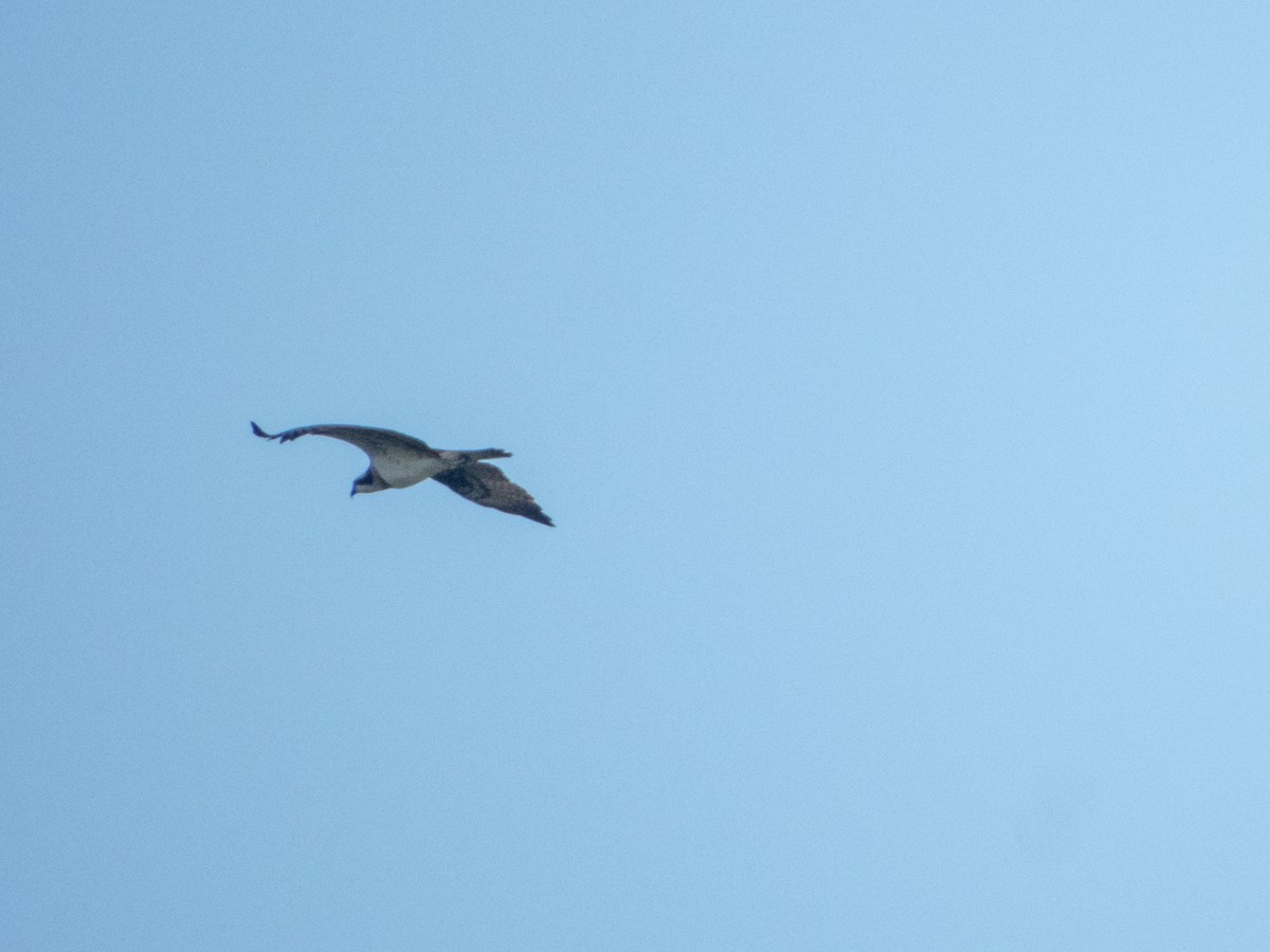 Osprey - ML633494470