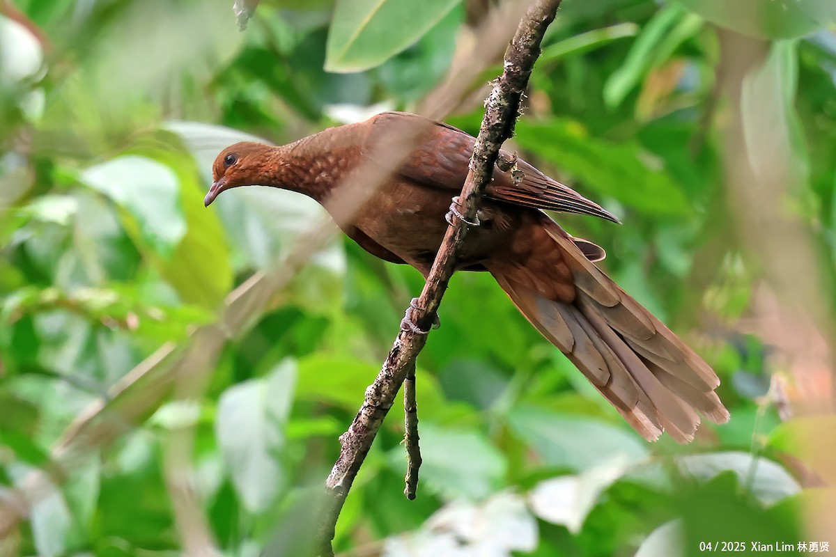Andaman Cuckoo-Dove - ML633494549