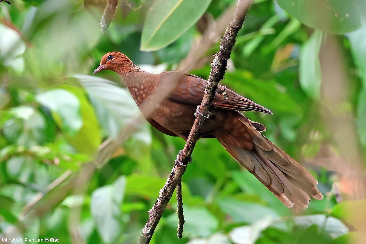 Andaman Cuckoo-Dove - ML633494550