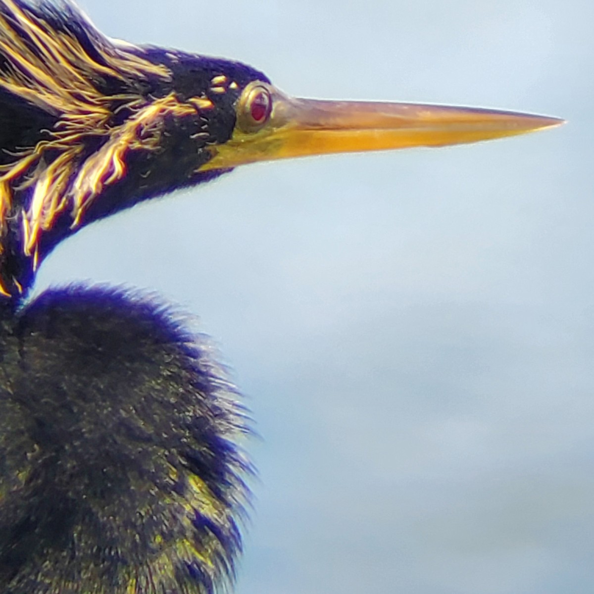 Anhinga - ML633494580
