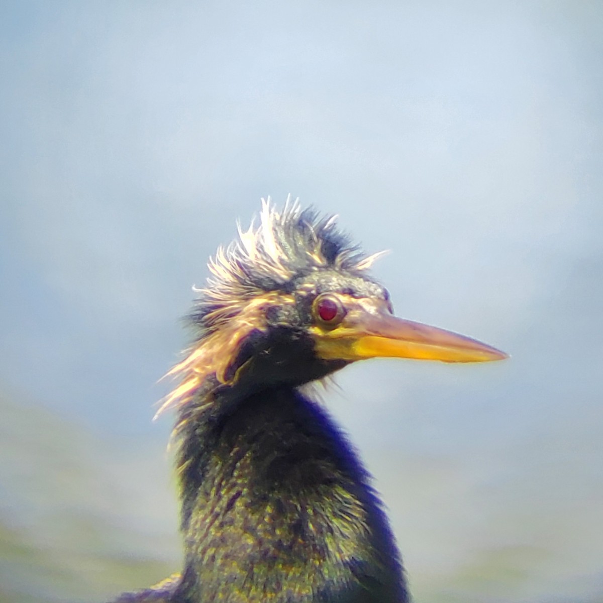 Anhinga - ML633494581