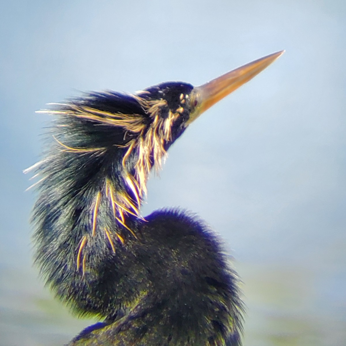 Anhinga - ML633494582