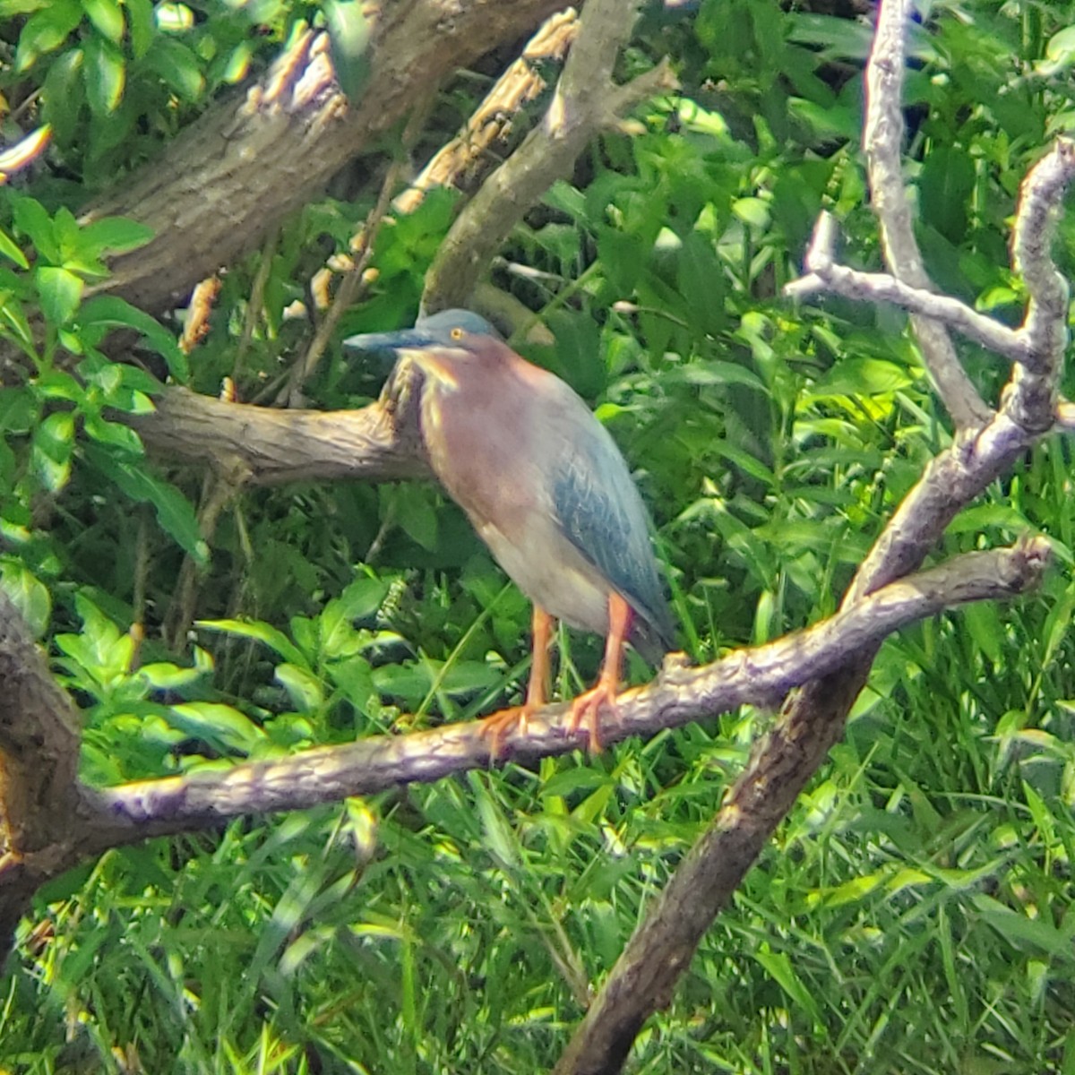 Green Heron - ML633494644
