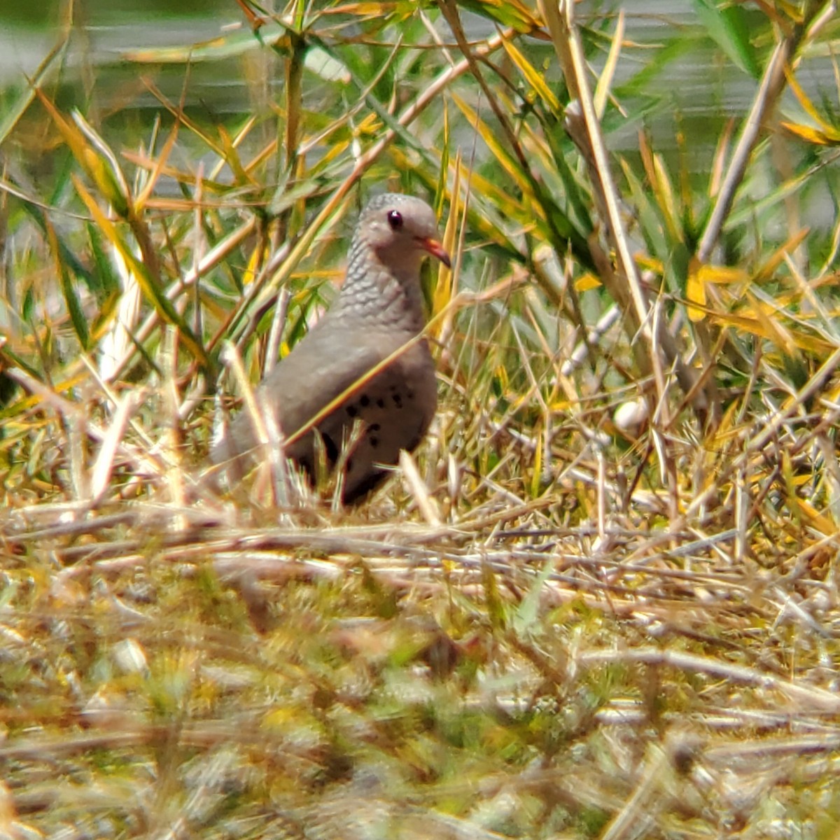 Common Ground Dove - ML633494669