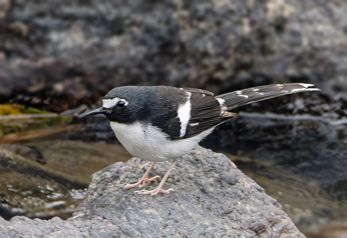 Black-backed Forktail - ML633494763