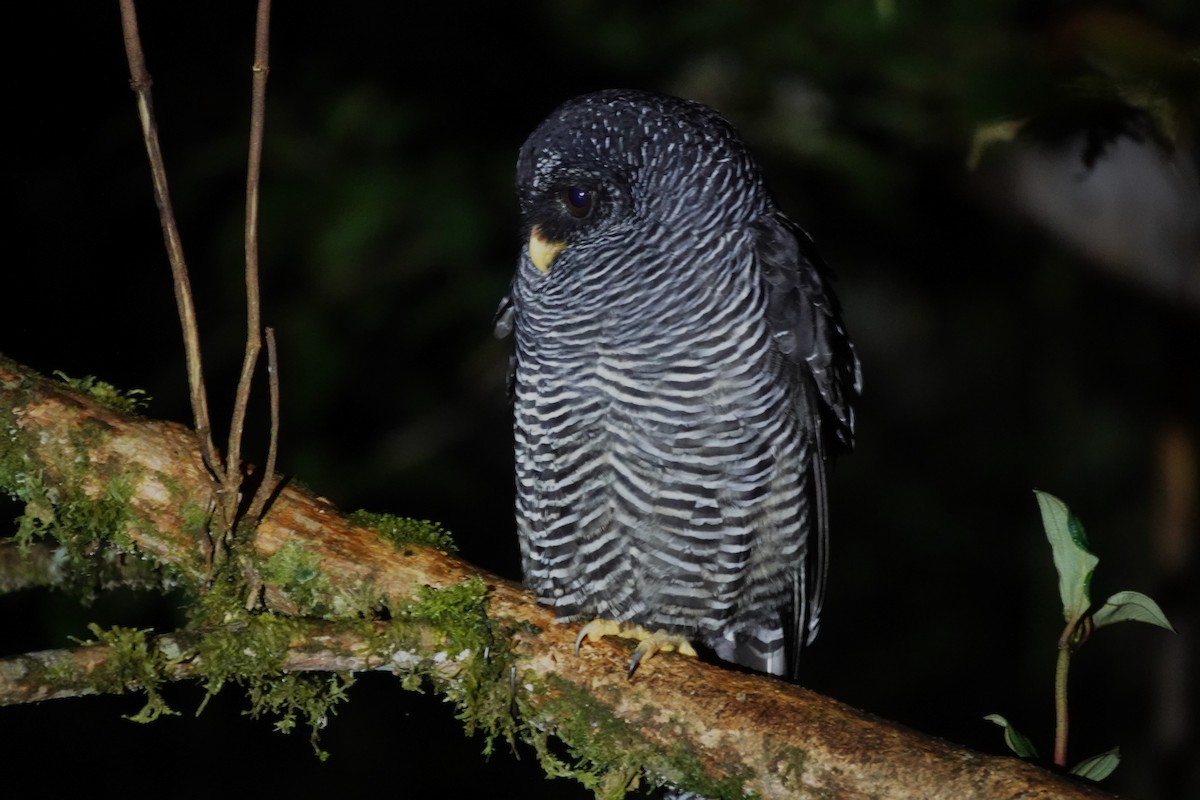 Black-banded Owl (San Isidro) - Helmut Klein