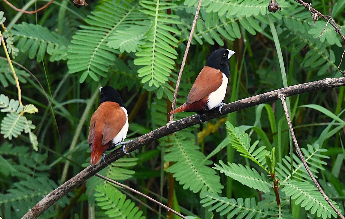 Tricolored Munia - ML633495028