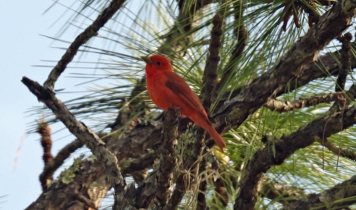 Summer Tanager - ML633495344