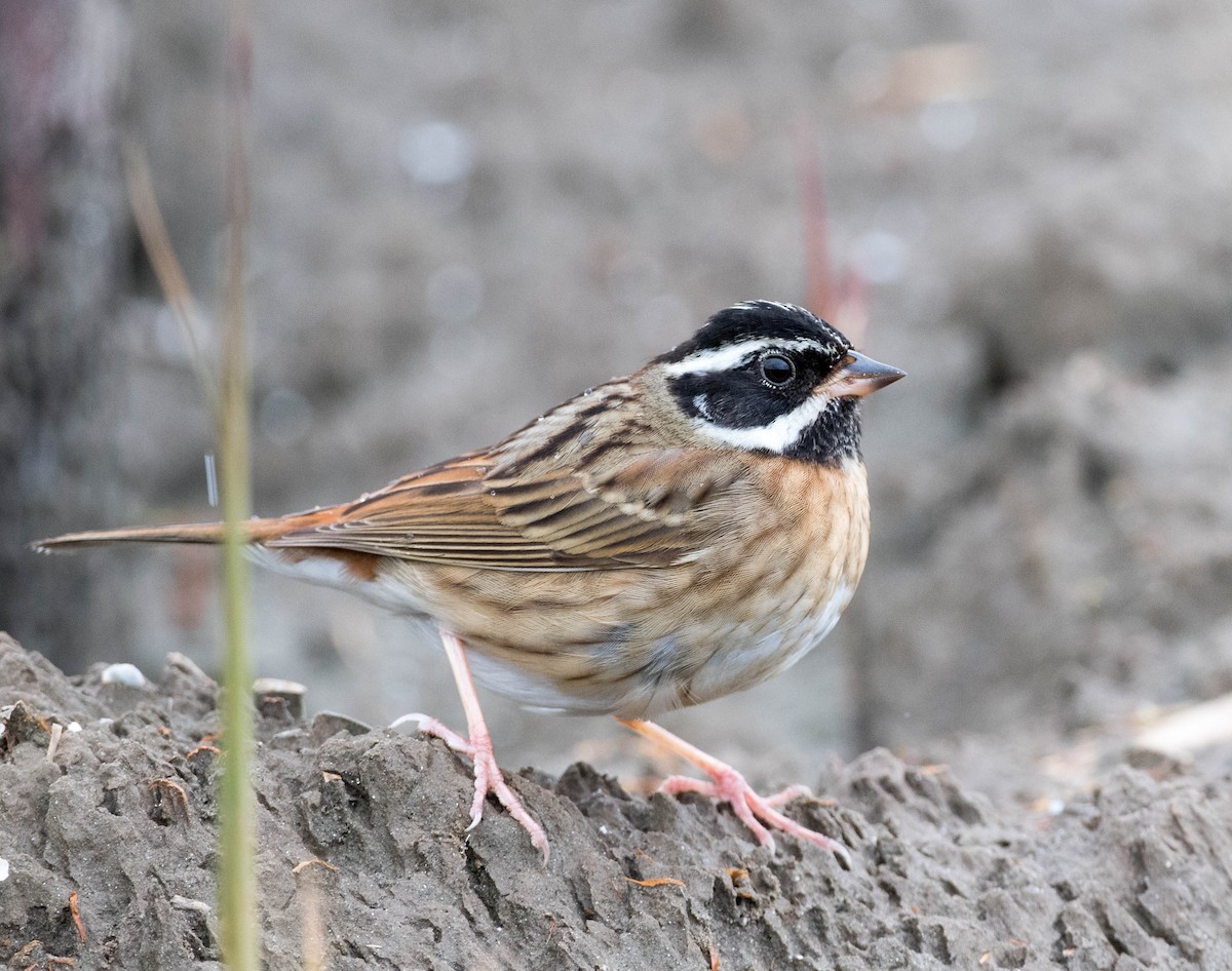 Tristram's Bunting - Kai Pflug