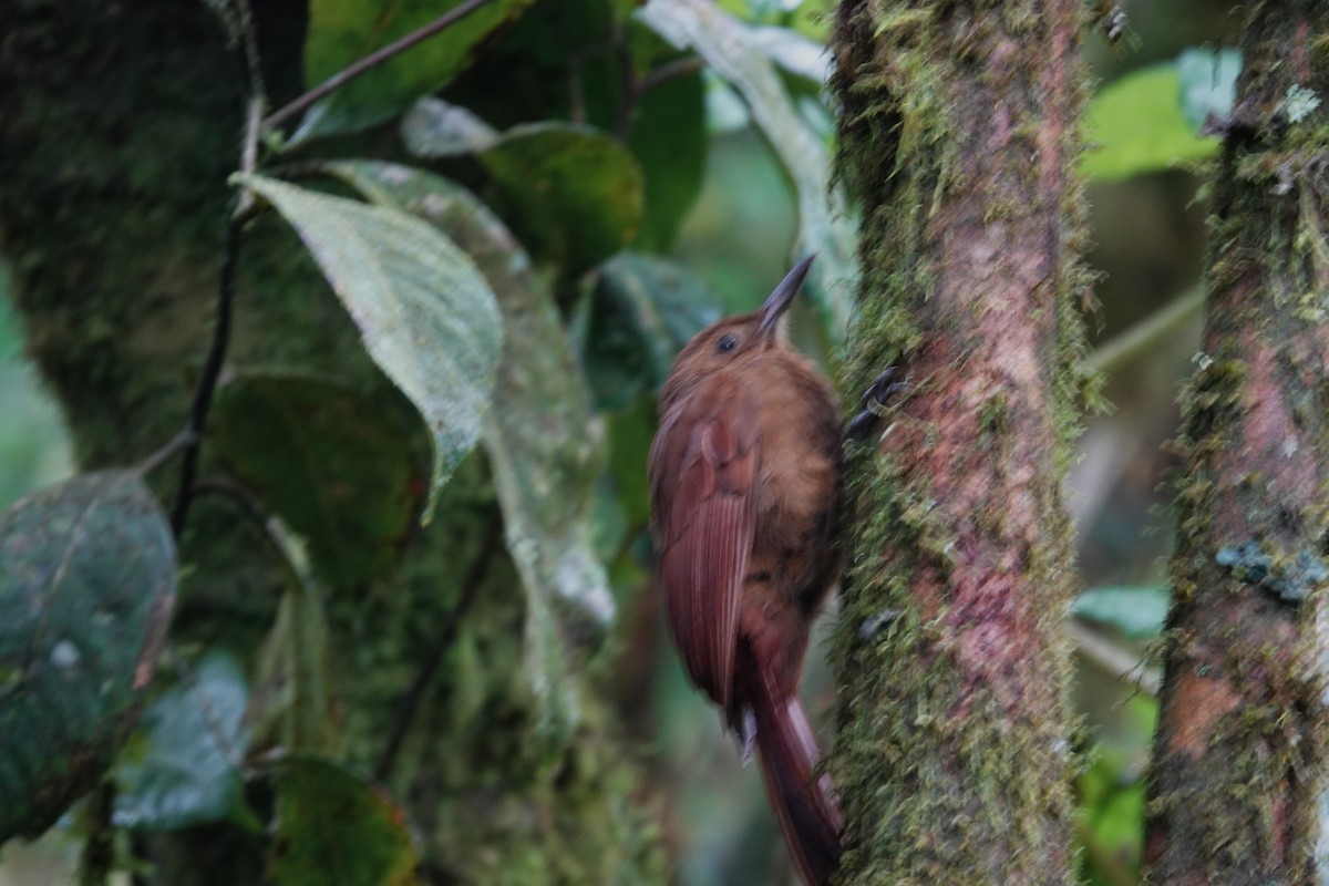 Tyrannine Woodcreeper - ML633495468