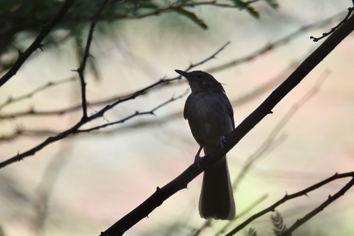 Northern Brownbul - ML633495476