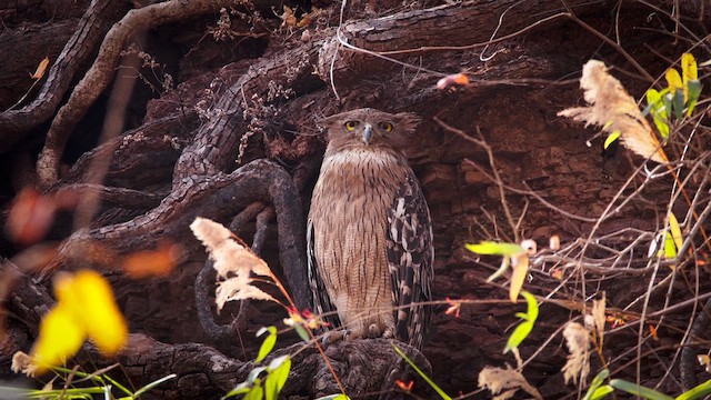 Brown Fish-Owl - ML633495674