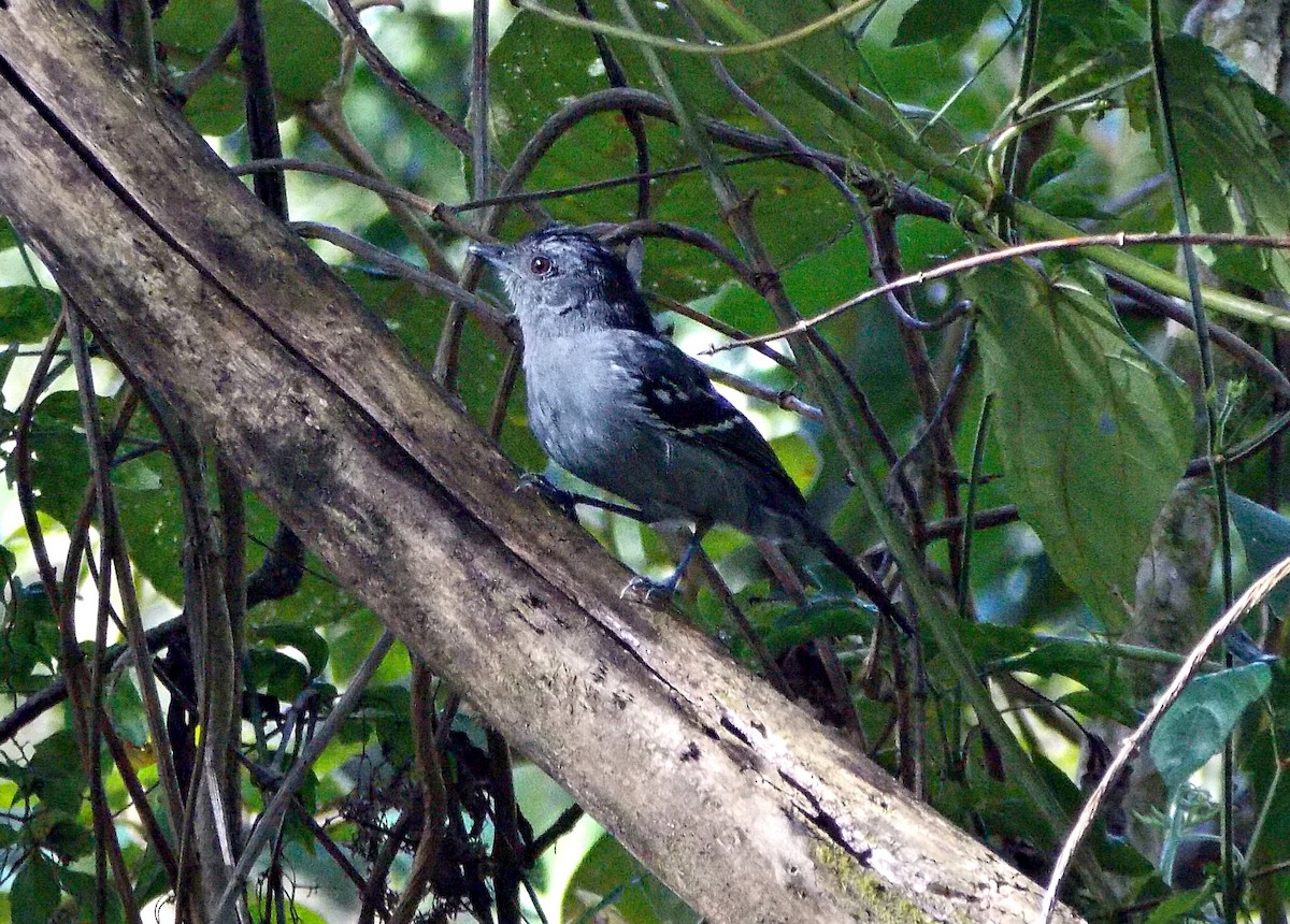 krattmaurvarsler - ML633495688