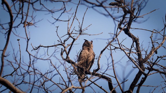 Dusky Eagle-Owl - ML633495755