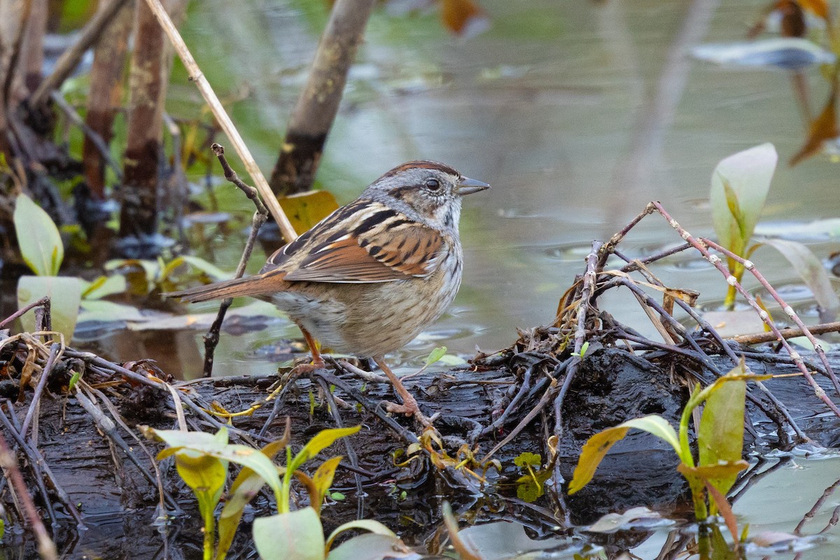 Swamp Sparrow - Dixie Sommers