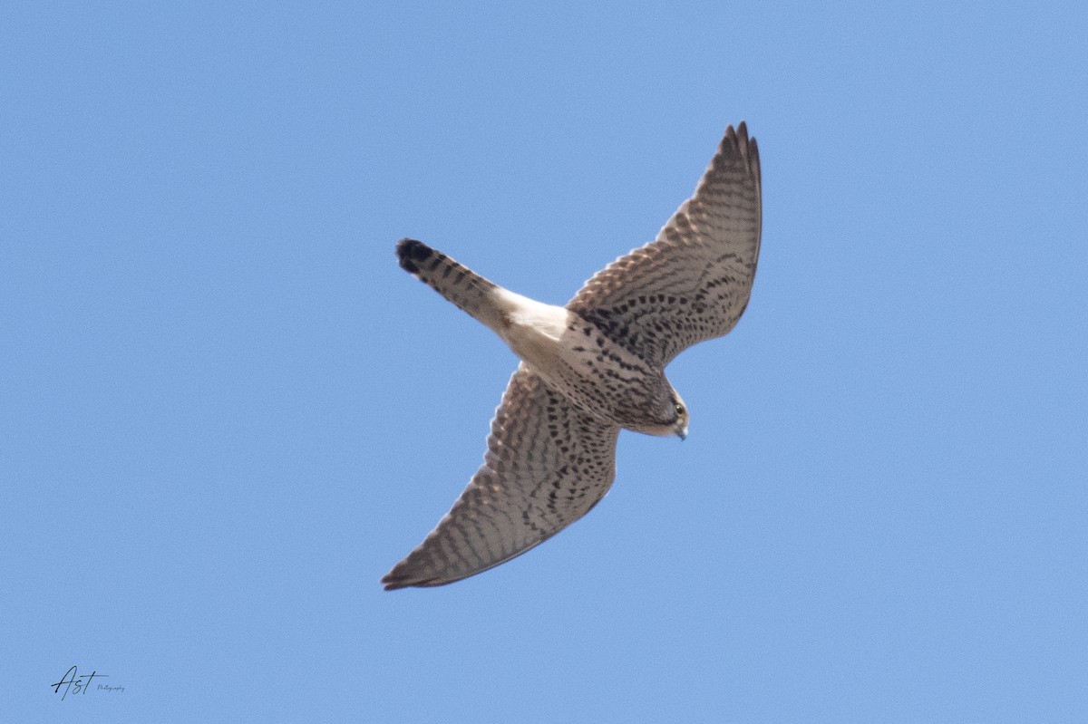 Eurasian Kestrel - ML633495828