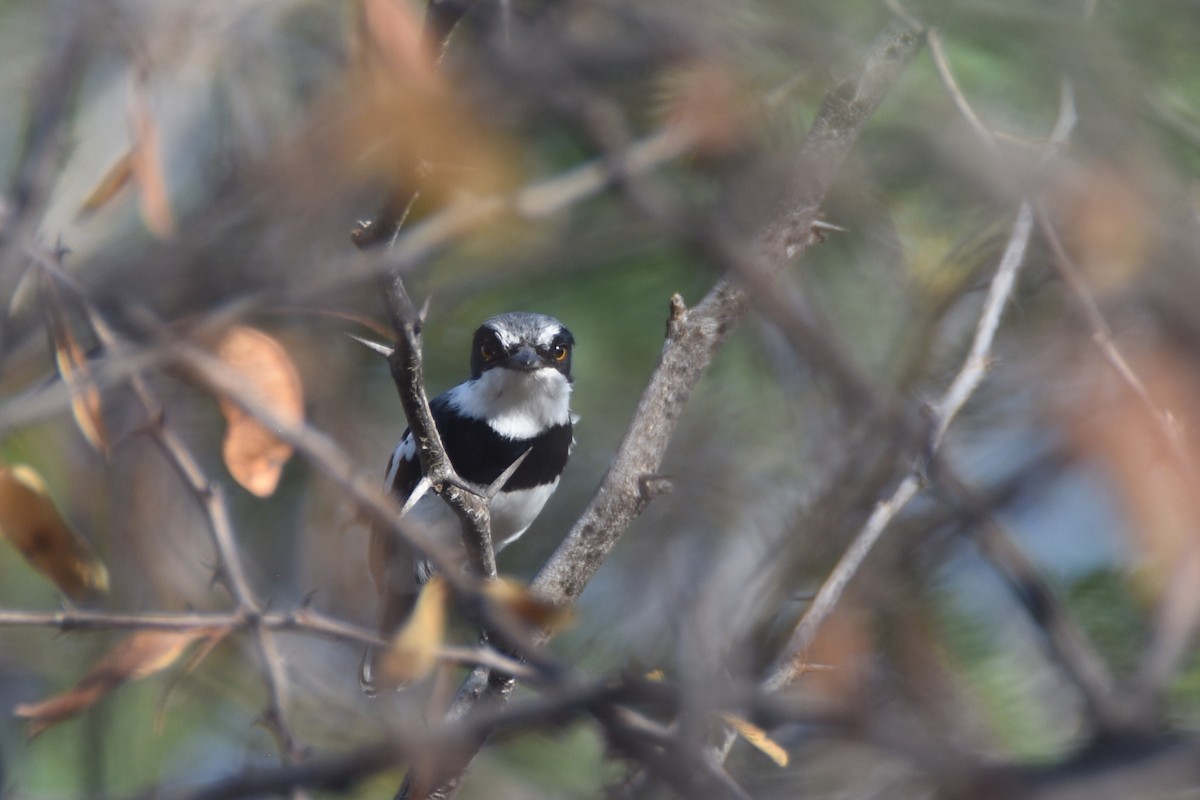 Pygmy Batis - ML633495829
