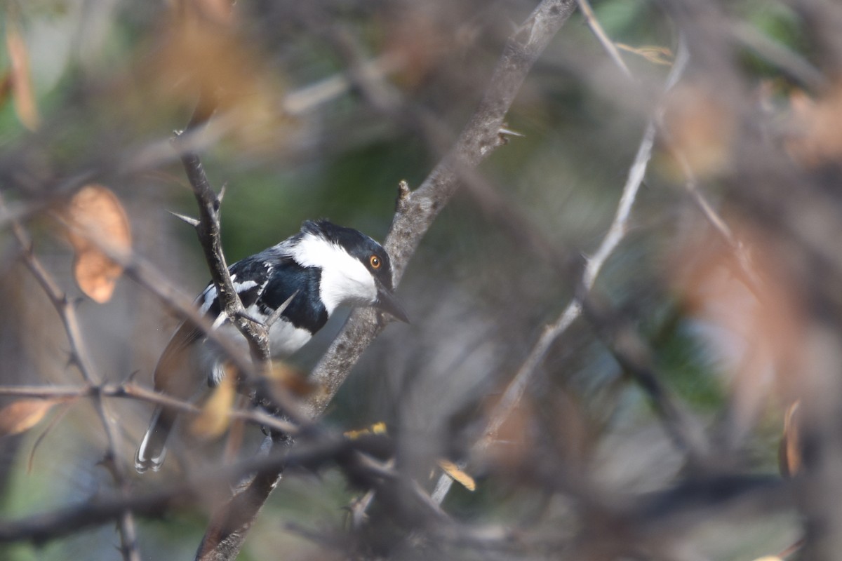 Pygmy Batis - ML633495830
