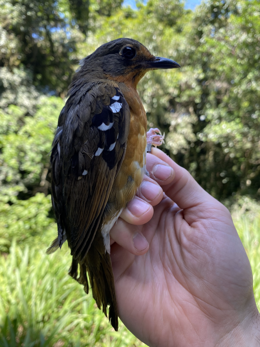 Orange Ground-Thrush - ML633495832
