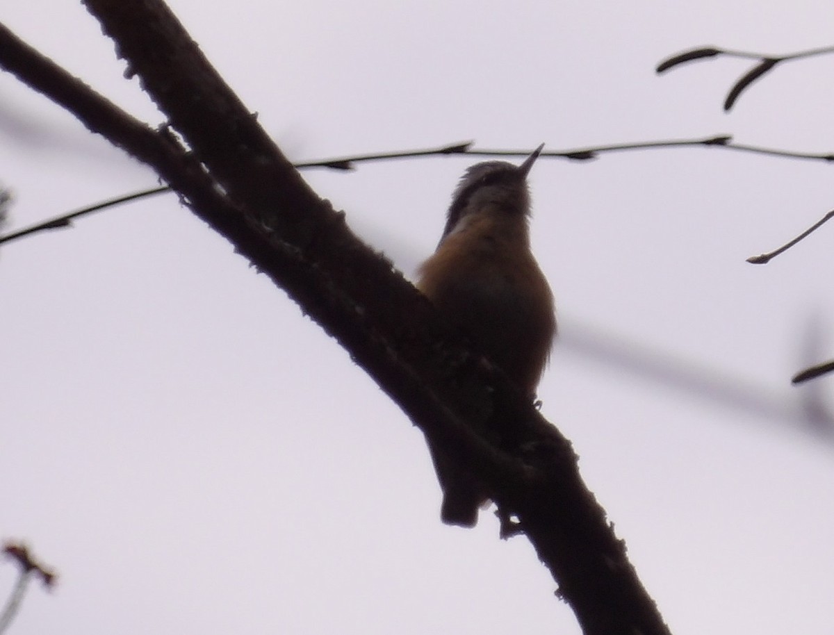 Red-breasted Nuthatch - ML633495942