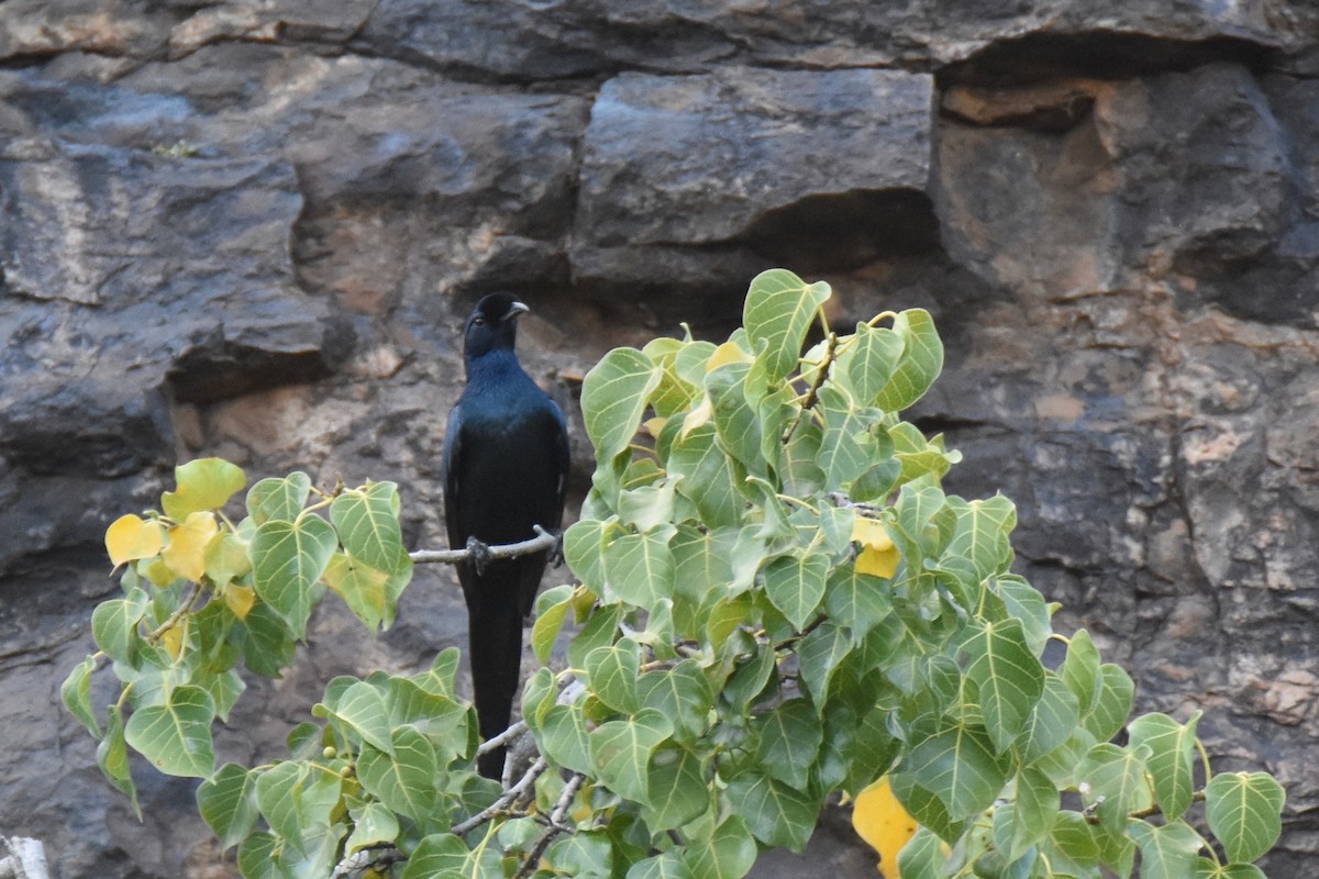 Bristle-crowned Starling - ML633495965