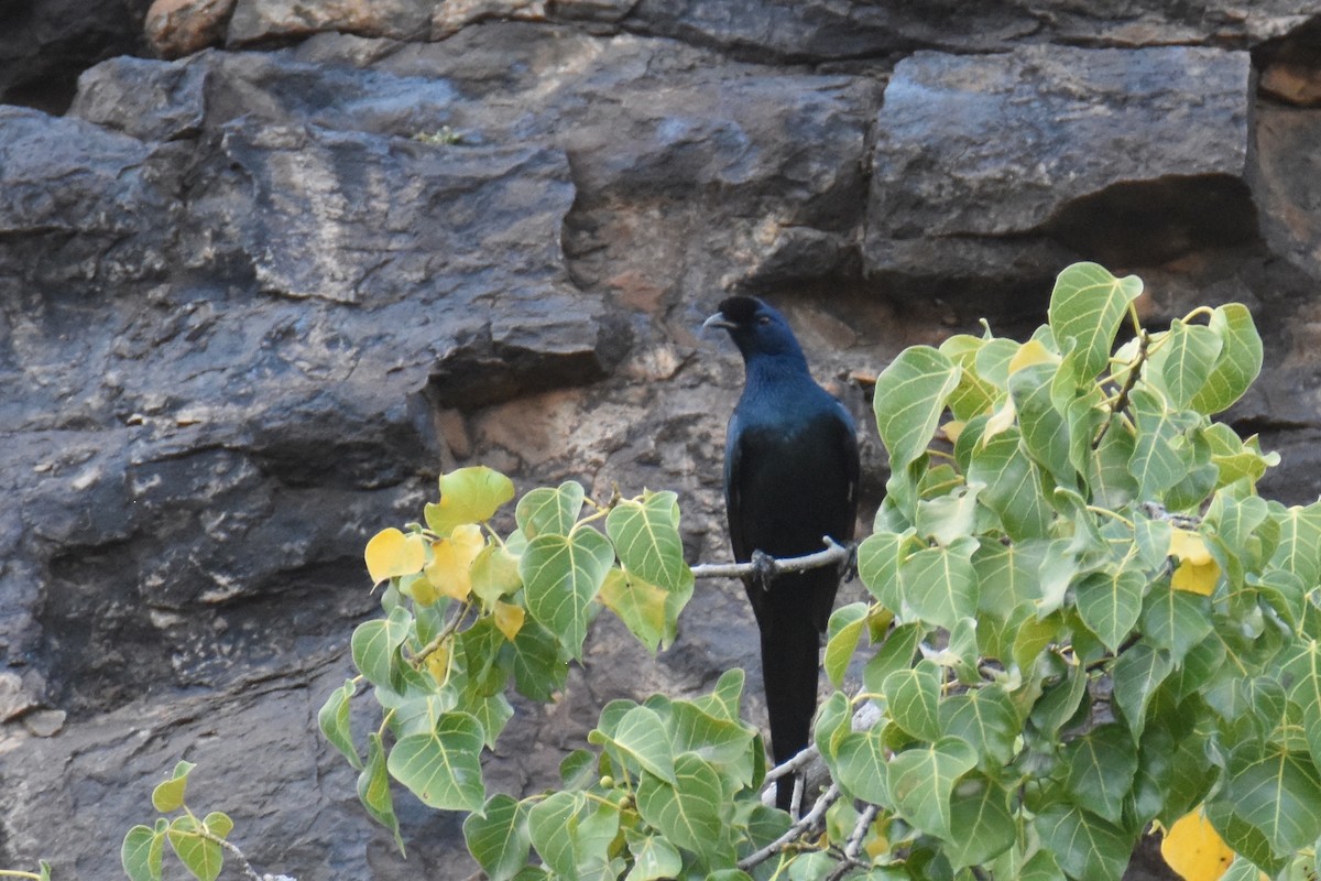 Bristle-crowned Starling - ML633495966