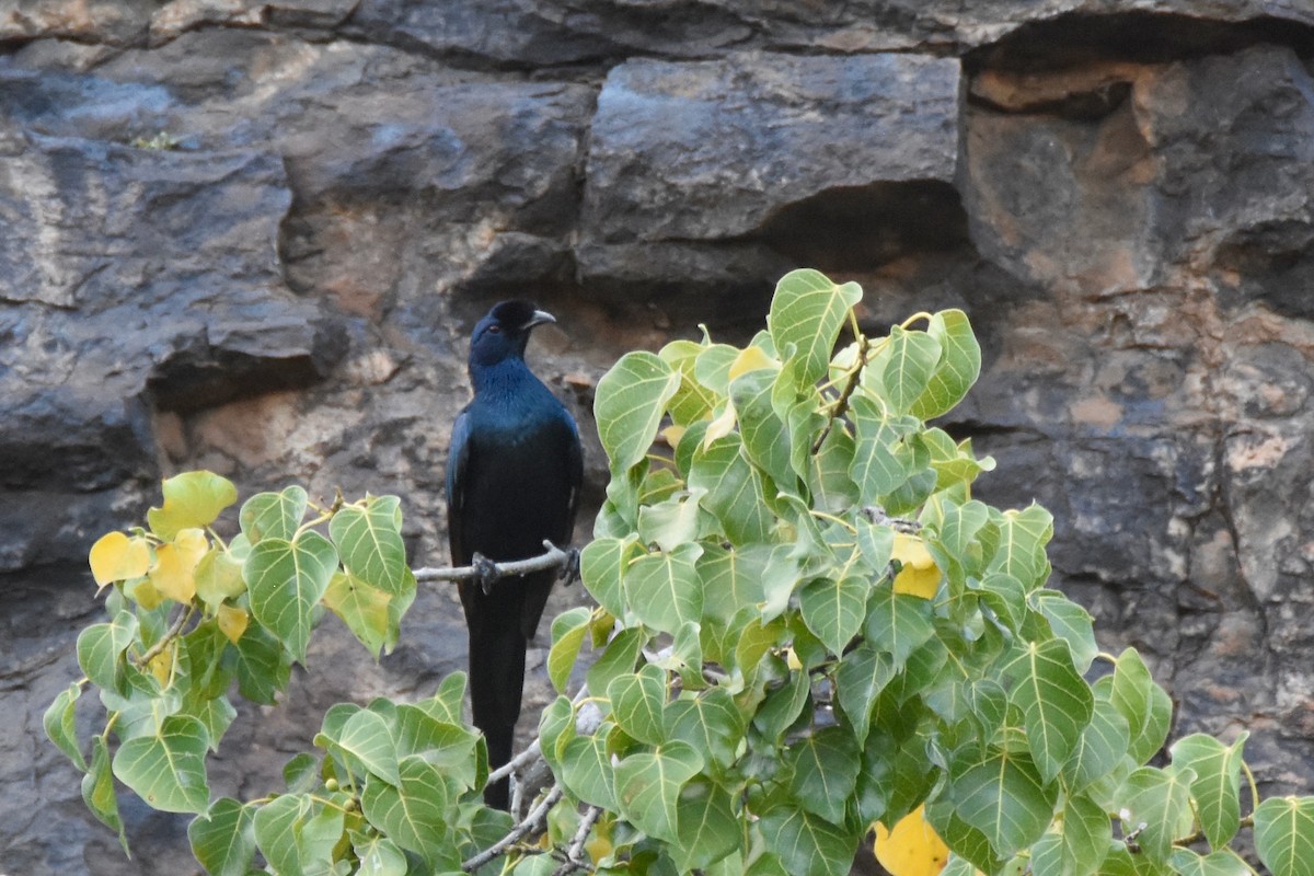 Bristle-crowned Starling - ML633495967