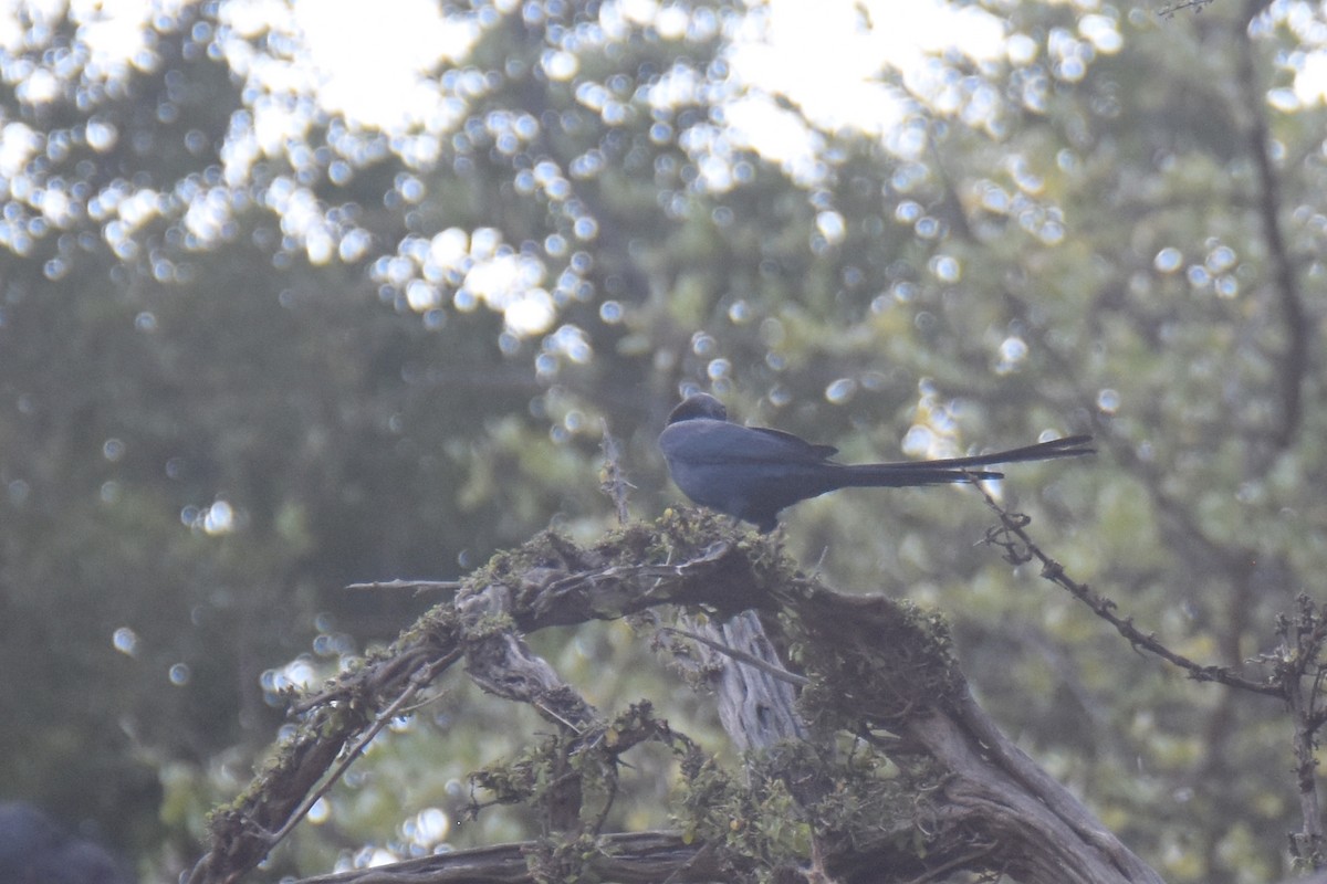 Bristle-crowned Starling - ML633496033