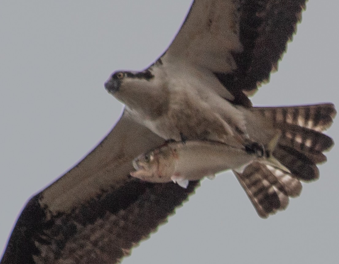 Balbuzard pêcheur - ML633496134