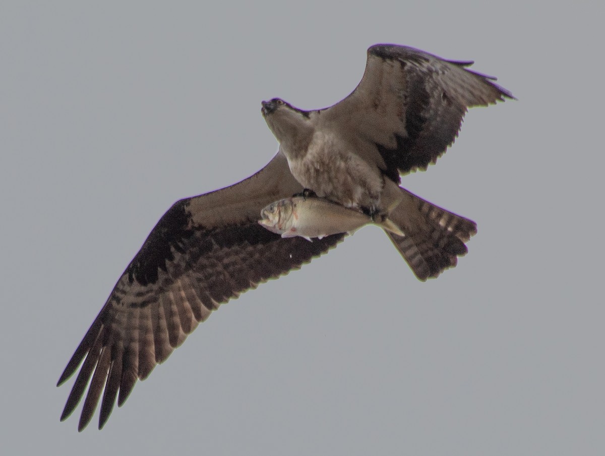 Balbuzard pêcheur - ML633496135
