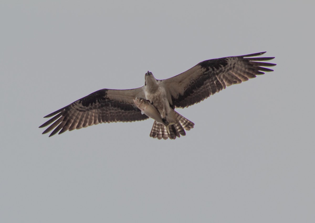 Balbuzard pêcheur - ML633496137