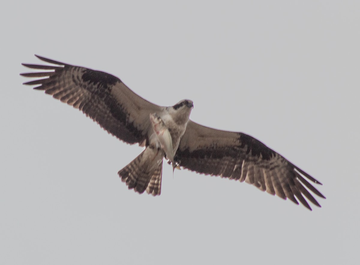 Balbuzard pêcheur - ML633496138