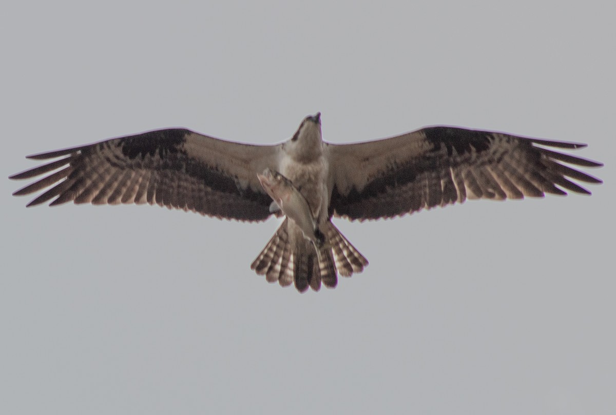Balbuzard pêcheur - ML633496139
