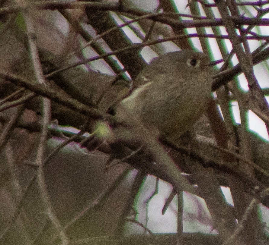 Roitelet à couronne rubis - ML633496150