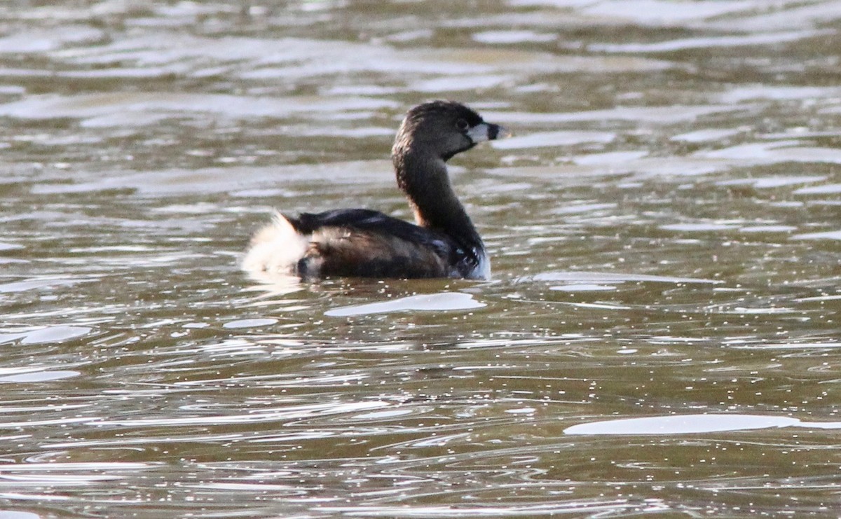 Pied-billed Grebe - ML633496219