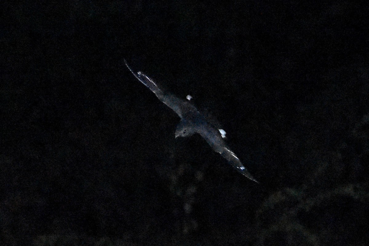 Freckled Nightjar - ML633496223