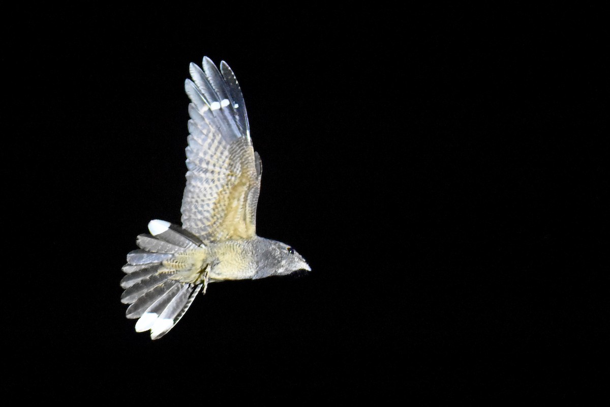 Freckled Nightjar - ML633496225