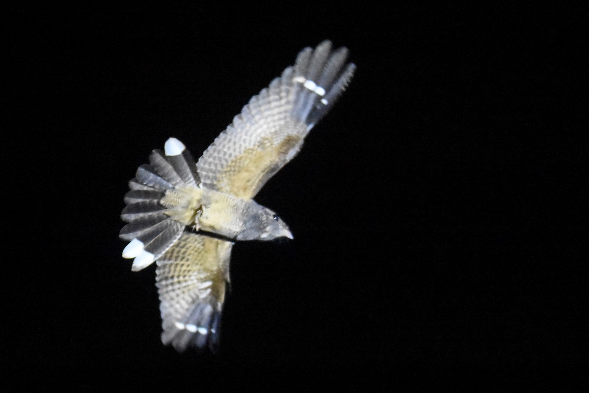 Freckled Nightjar - ML633496226