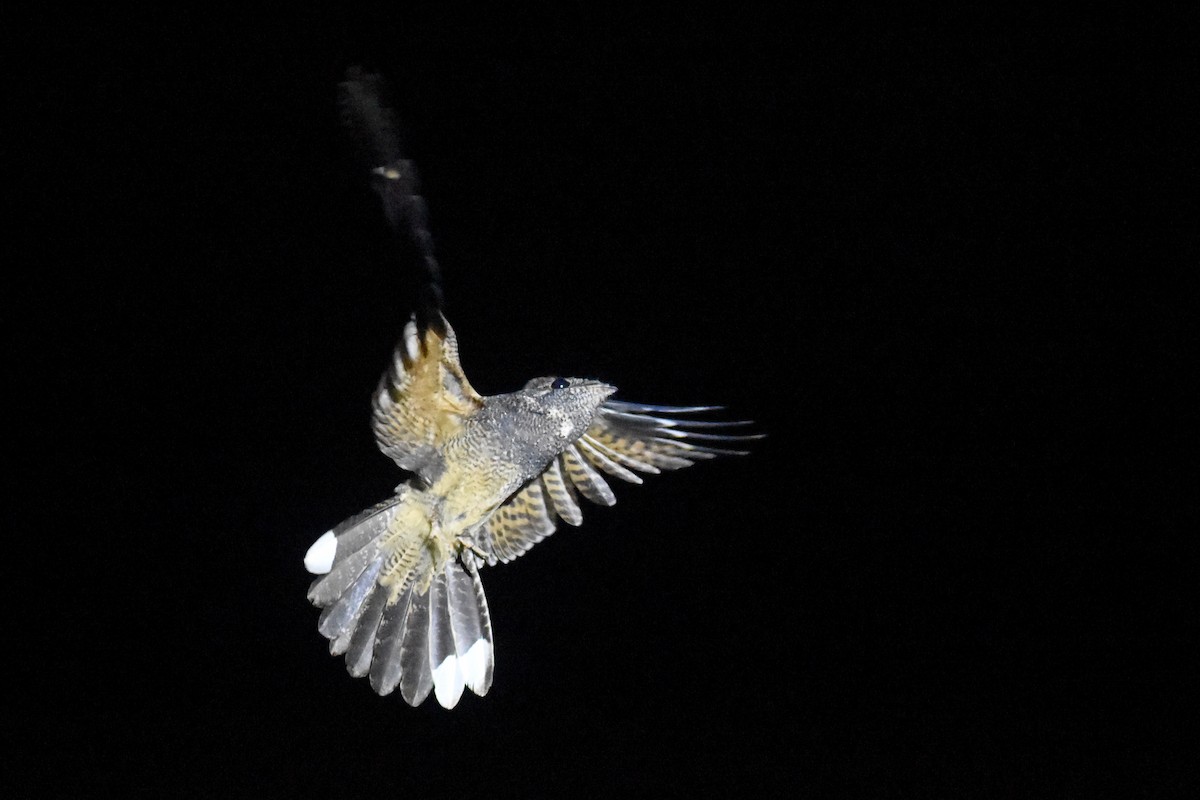 Freckled Nightjar - ML633496227